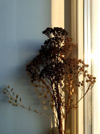Close-up of flowering plant against wall at home