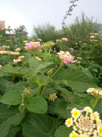 Close-up of pink flower