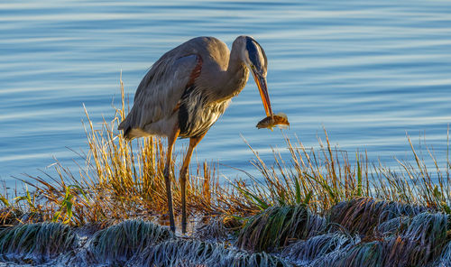 View of a bird on a lake