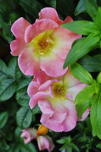 Close-up of pink flower growing on plant