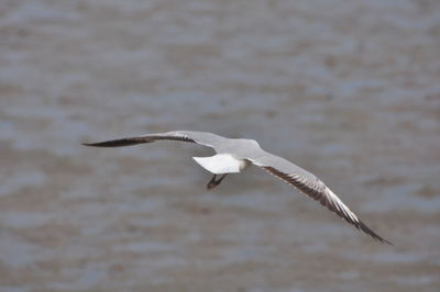 Seagull flying