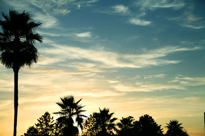 Low angle view of palm trees against sky