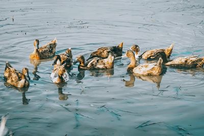 High angle view of ducks swimming in lake