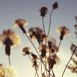 Close-up of flowers against sky