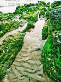 High angle view of moss growing on beach