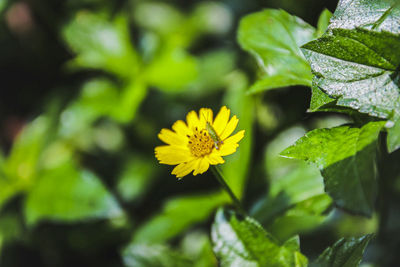 Close-up of yellow flowering plant