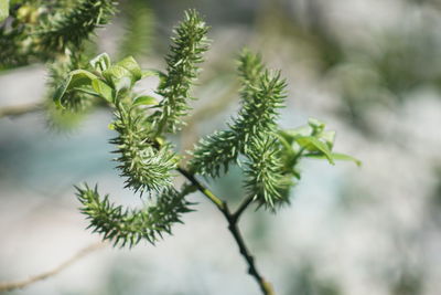 Close-up of pine tree branch
