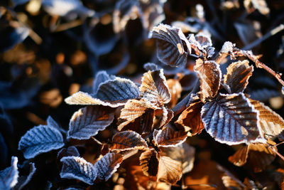 Close-up of dry leaves on plant during winter