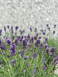 Close-up of purple flowering plants on field