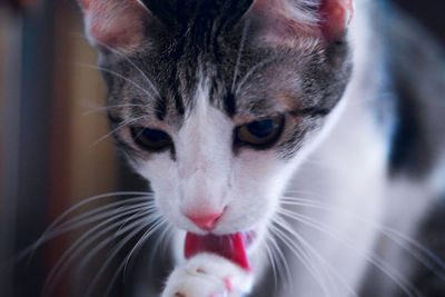 Close-up portrait of cat