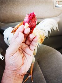 Close-up of hand holding ice cream