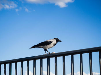 Bird perching on railing against sky