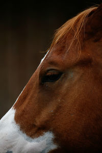 Close-up of a horse