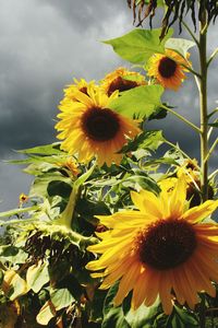 Close-up of sunflower in field