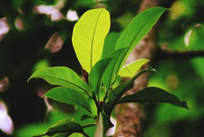 Close-up of fresh green leaves