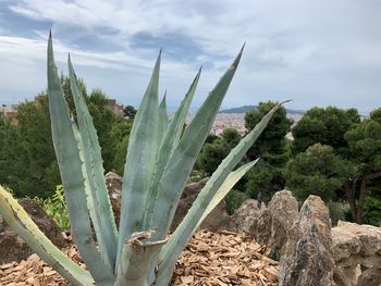 Close-up of succulent plant on field against sky