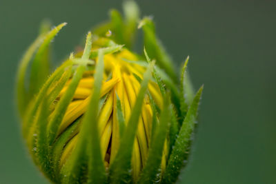 Close-up of plant