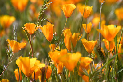 Close-up of yellow flowering plants on field