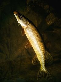 Close-up of pike fish in water