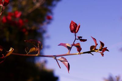 Low angle view of flower tree against sky