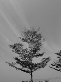 Low angle view of tree against sky