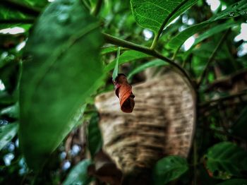 Close-up of insect on leaf