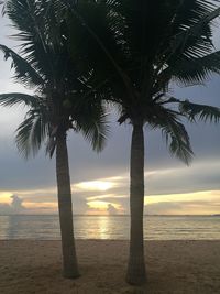 Palm trees at beach during sunset