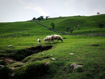 Sheep grazing in a field