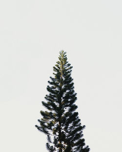 Tree against clear sky