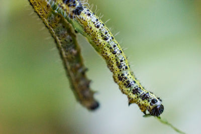 Close-up of insect