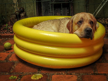 Labrador retriever relaxing in yellow inflatable swimming pool