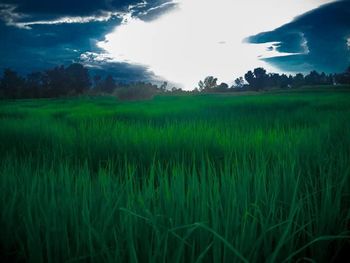 Scenic view of agricultural field against sky