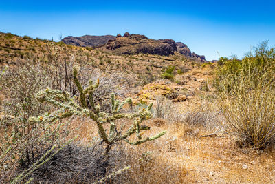 Plants growing on land against clear blue sky