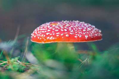 fungus