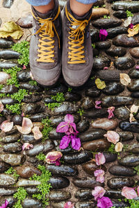 Low section of person standing on pink flowering plants
