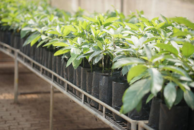 Close-up of plants growing by railing