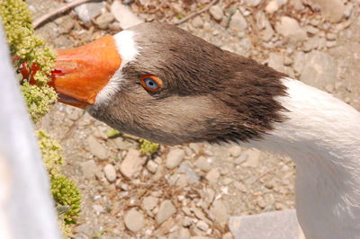 Close-up of goose by plant