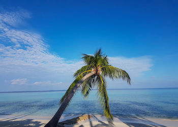 Coconut palm tree by sea against sky