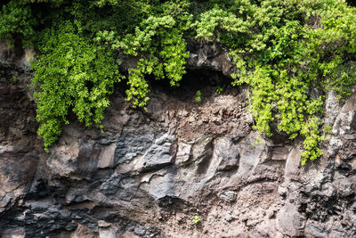 Plants and trees growing on rock