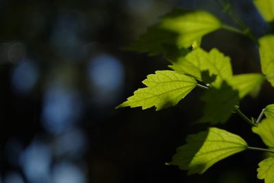 Close-up of maple leaves