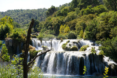 Scenic view of waterfall in forest