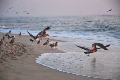 Birds flying over beach against clear sky