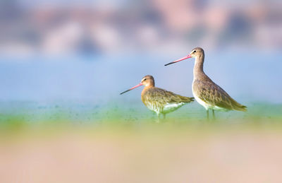 Close-up of birds flying over sea