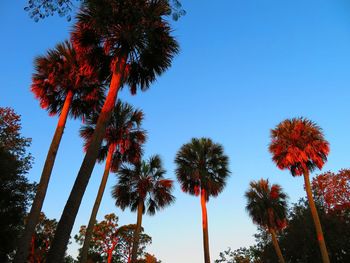 Low angle view of coconut palm trees against blue sky
