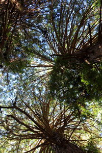 Low angle view of trees in forest