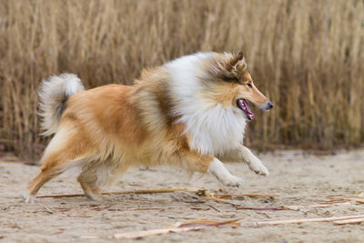 Side view of dog running