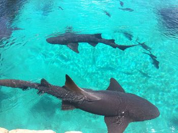 High angle view of sharks swimming in turquoise pool at aquarium