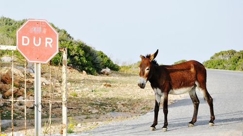 Horse standing on road against clear sky