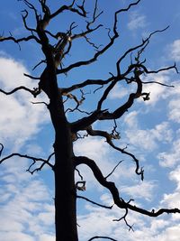 Low angle view of bare tree against sky