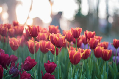 Close-up of red tulips in field